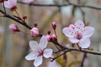 Kirschblüte auf der Hummelbachaue
